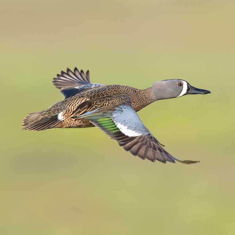 Blue Winged Teal