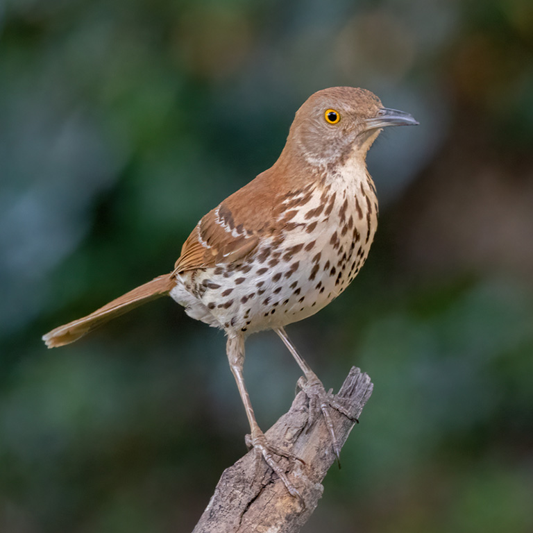 Brown Thrasher