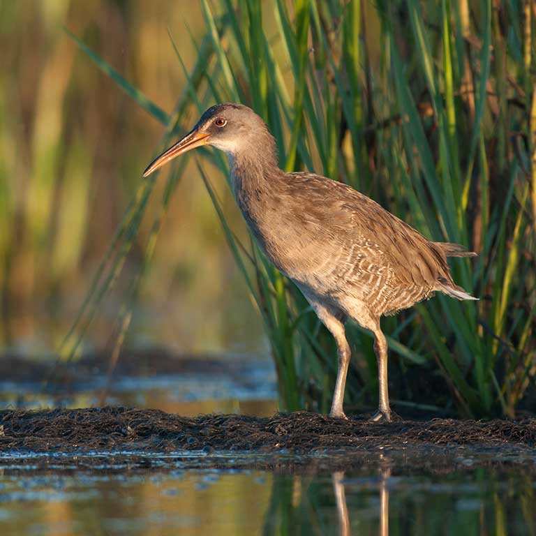King Rail