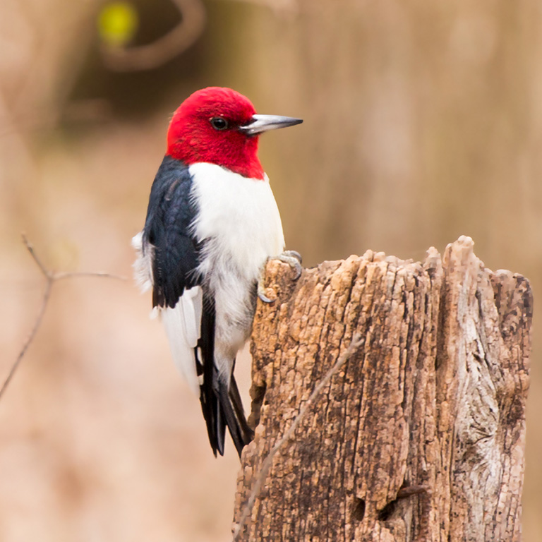 Red Headed Woodpecker