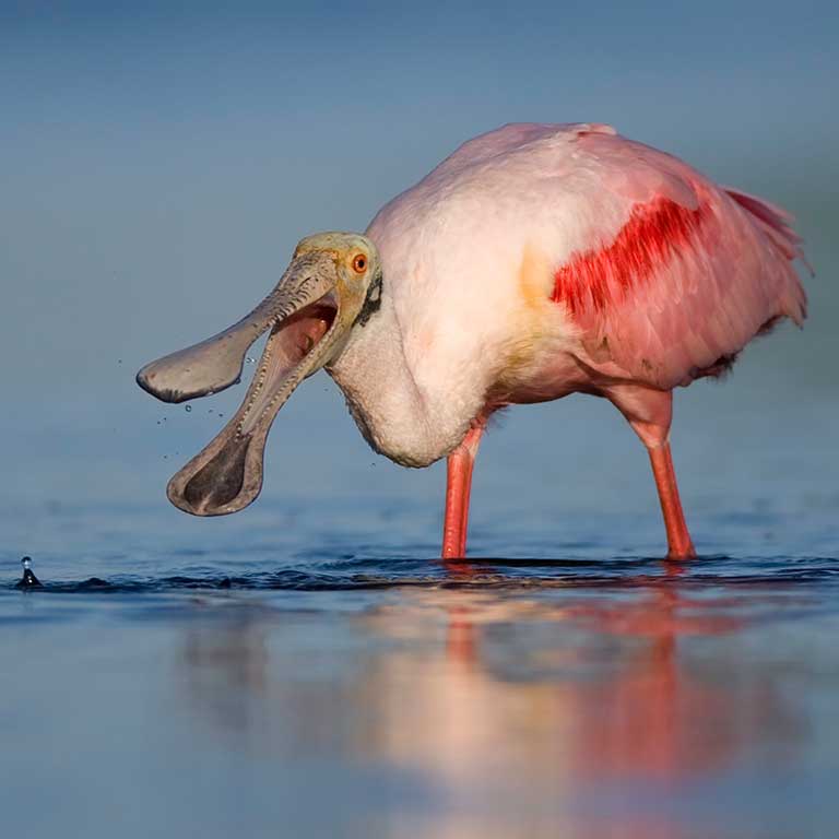 Roseate Spoonbill
