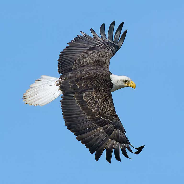 Bald Eagle