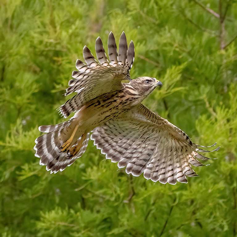 Broad-winged Hawk
