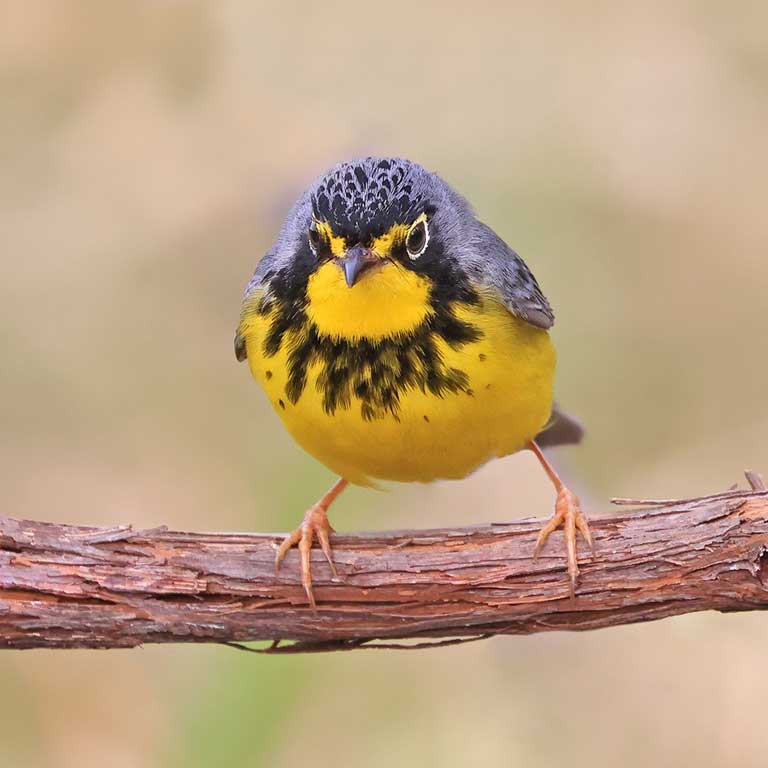 Canada Warbler