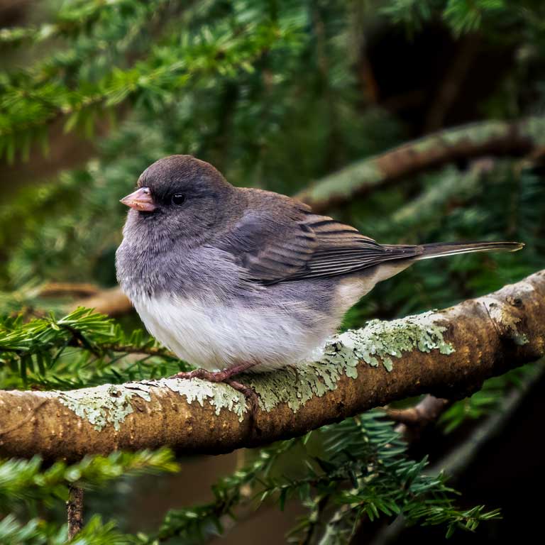 Dark-eyed Junco