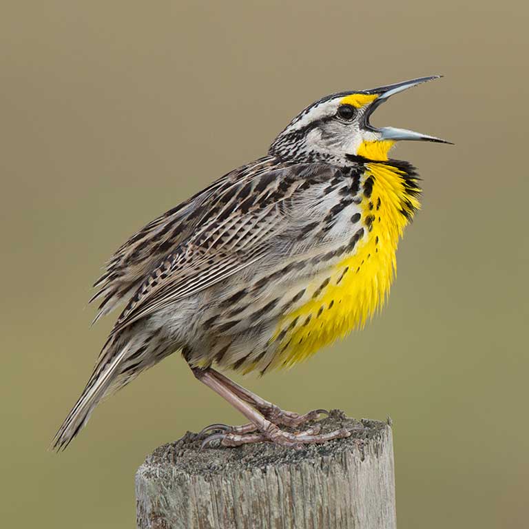 Eastern Meadowlark