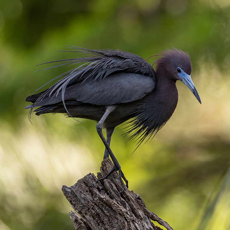 Little Blue Heron