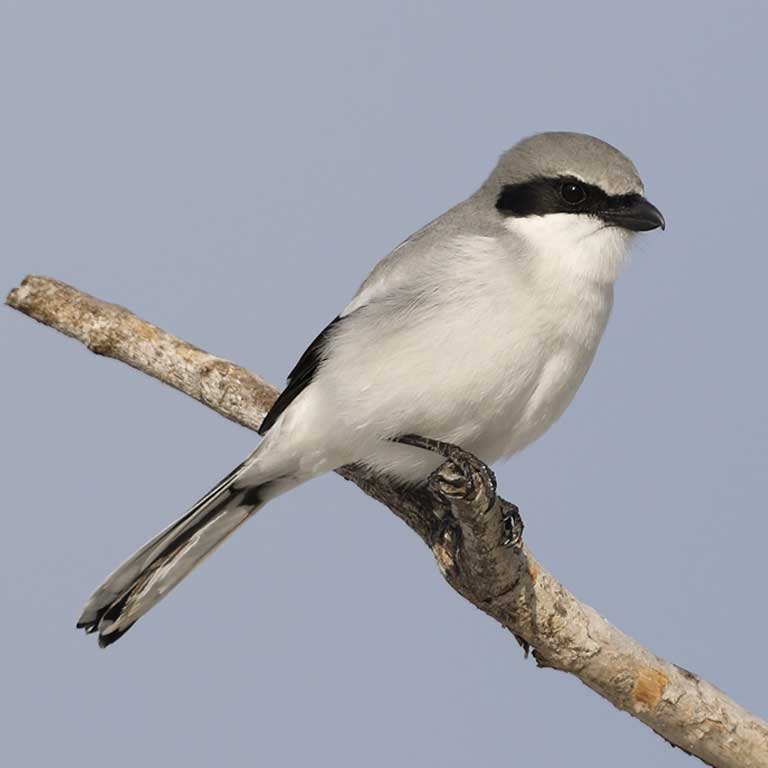 Loggerhead Shrike