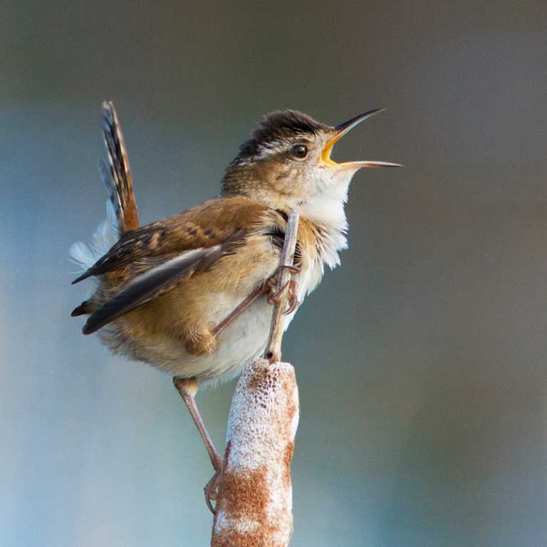 Marsh Wren