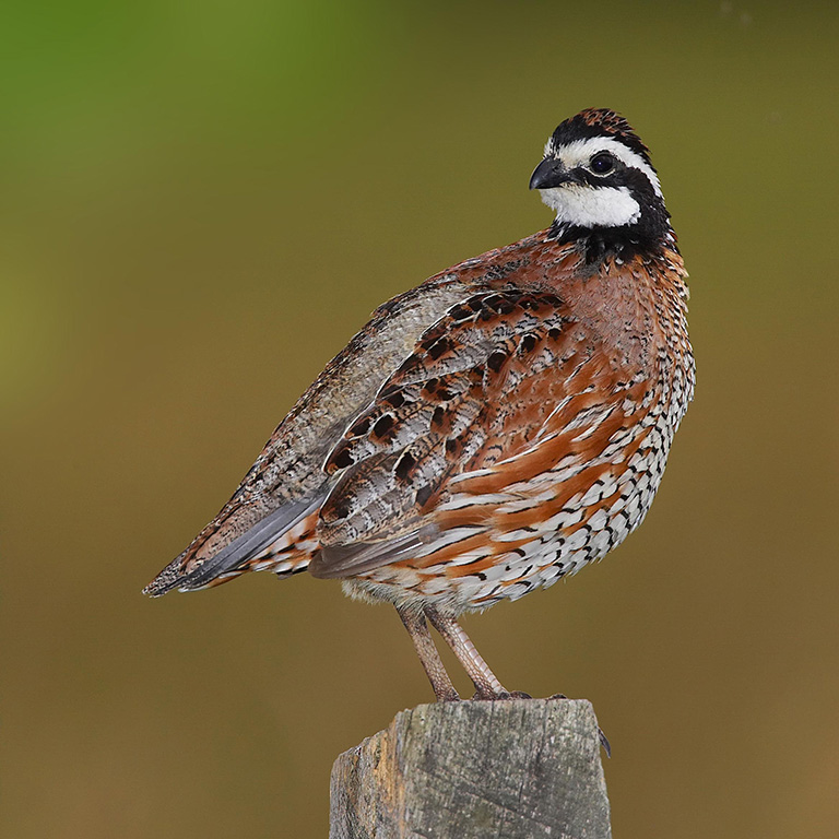 Northern Bobwhite
