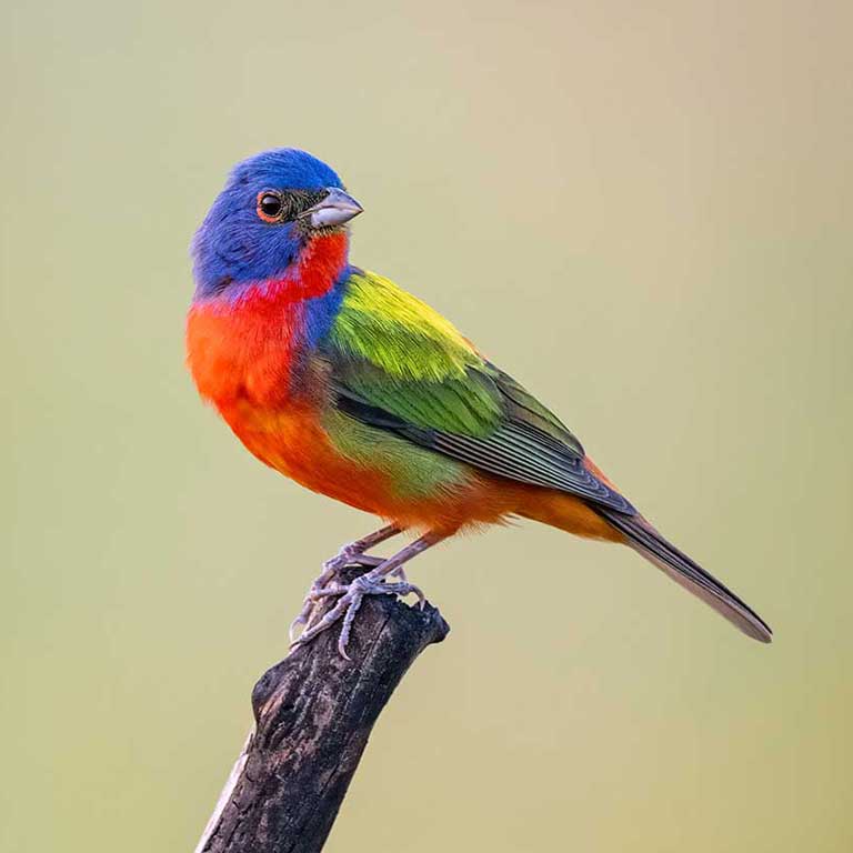 Painted Bunting