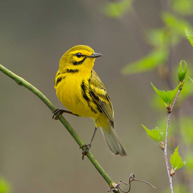 Prairie Warbler