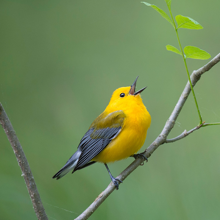 Prothonotary Warbler