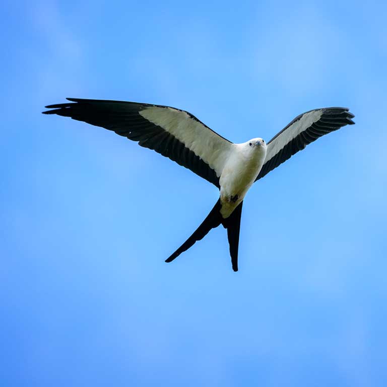 Swallow-tailed Kite
