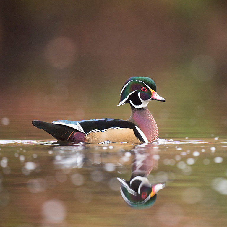 Wood Duck