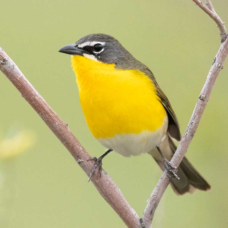 Yellow-breasted Chat