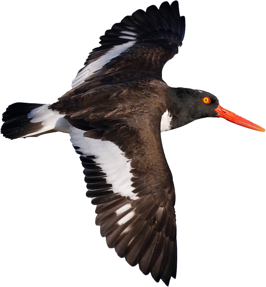 American Oystercatcher