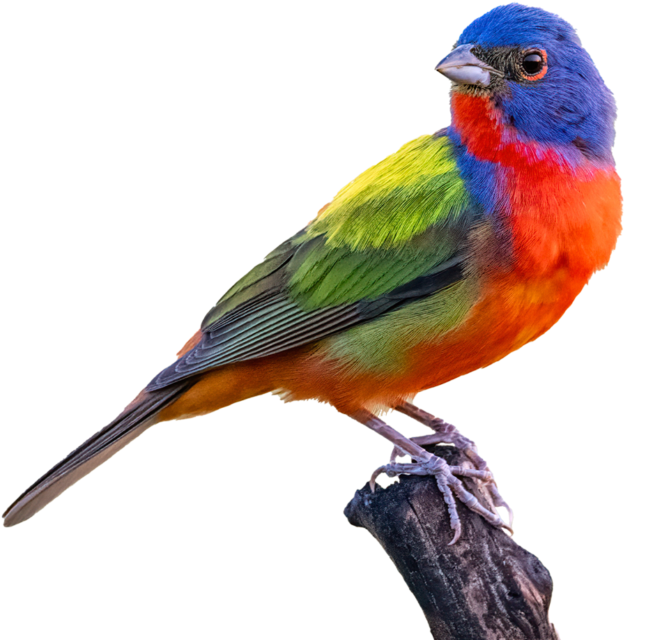 Painted Bunting