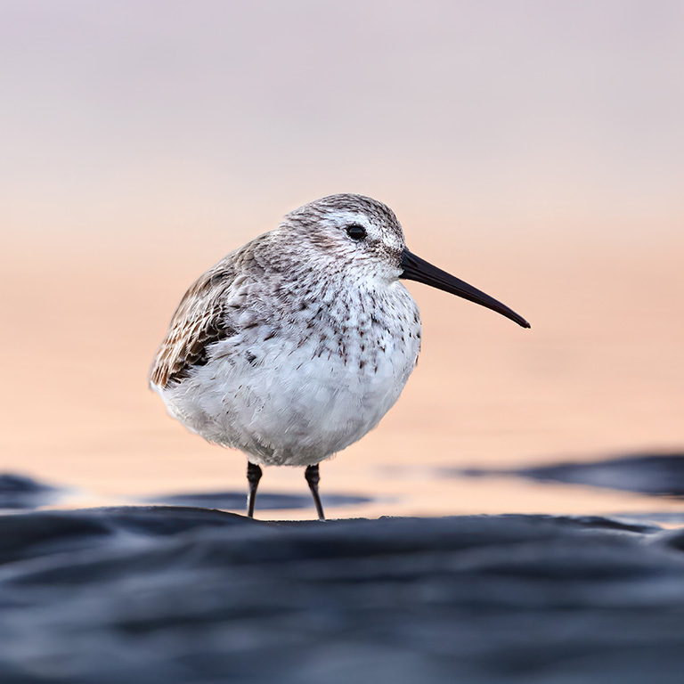 Dunlin