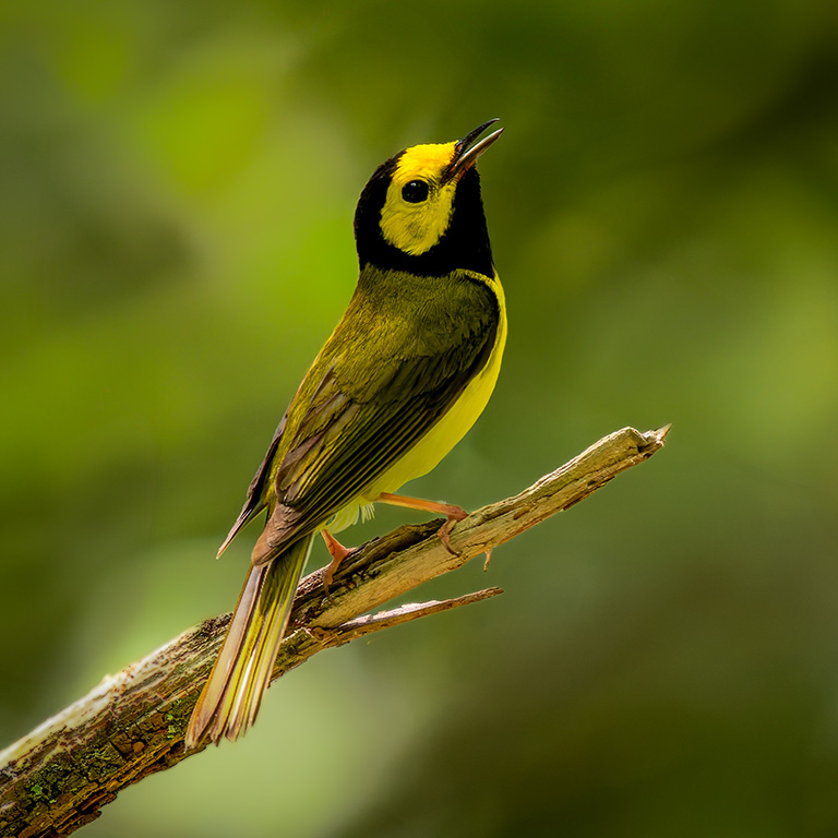 Hooded Warbler