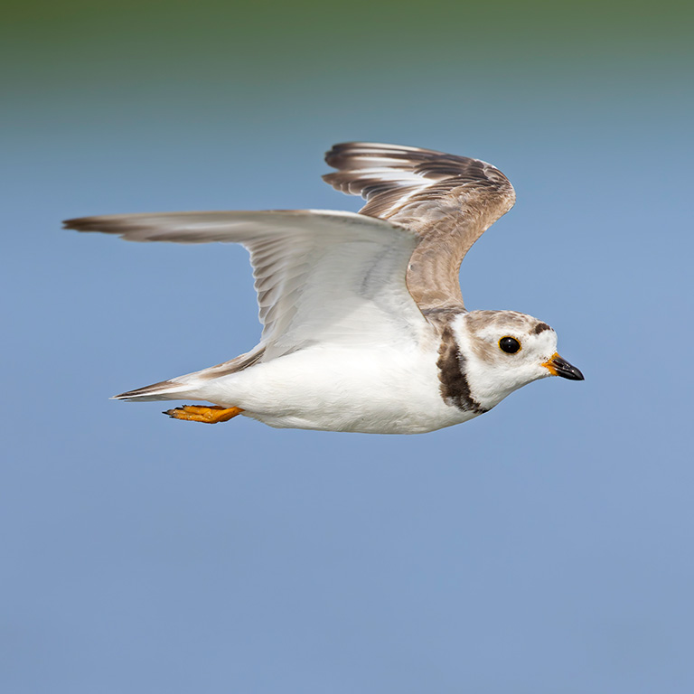 Piping Plover