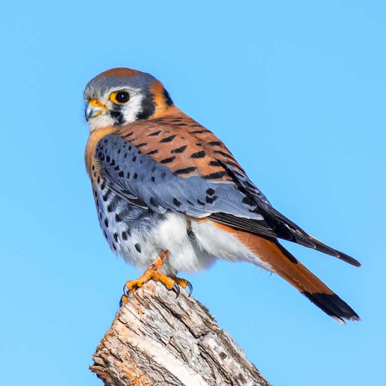 American Kestrel