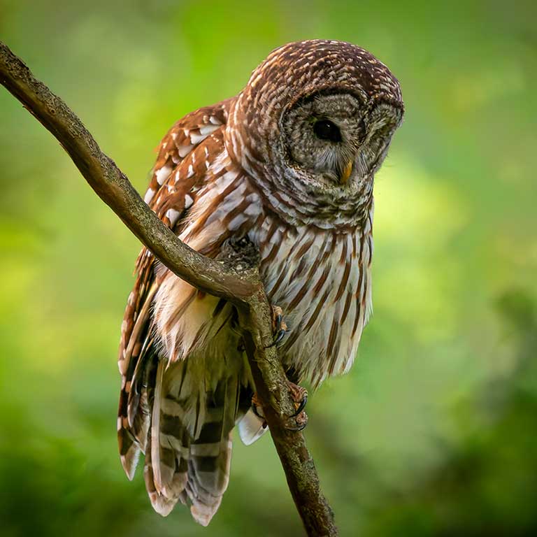 Barred Owl