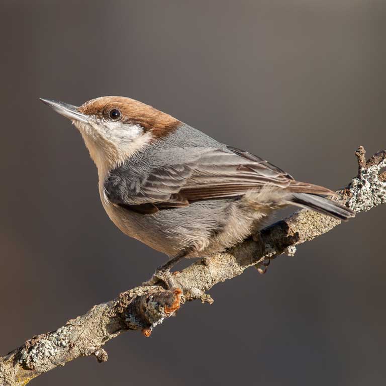 Brown-headed Nuthatch