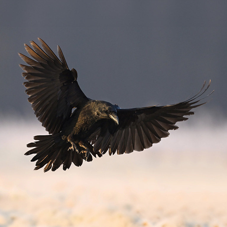 Common Raven