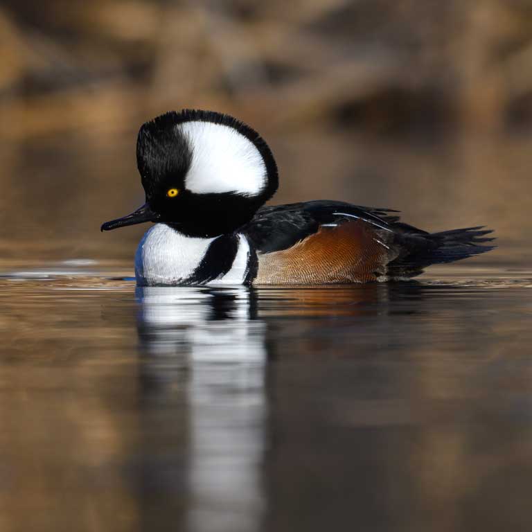 Hooded Merganser