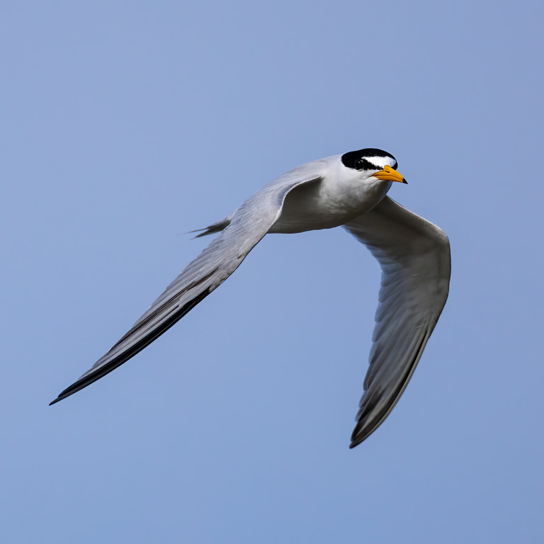 Least Tern