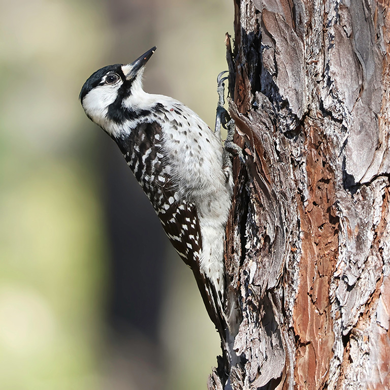 Red-cockaded Woodpecker