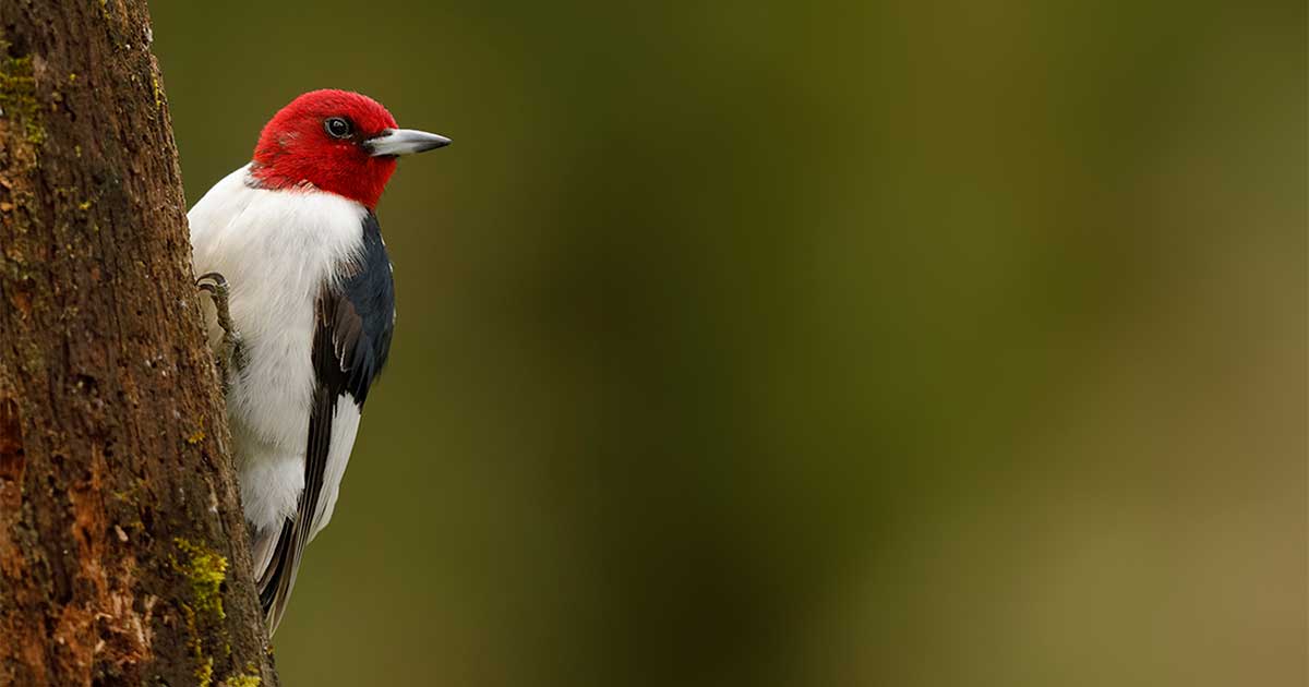 Red-headed Woodpecker