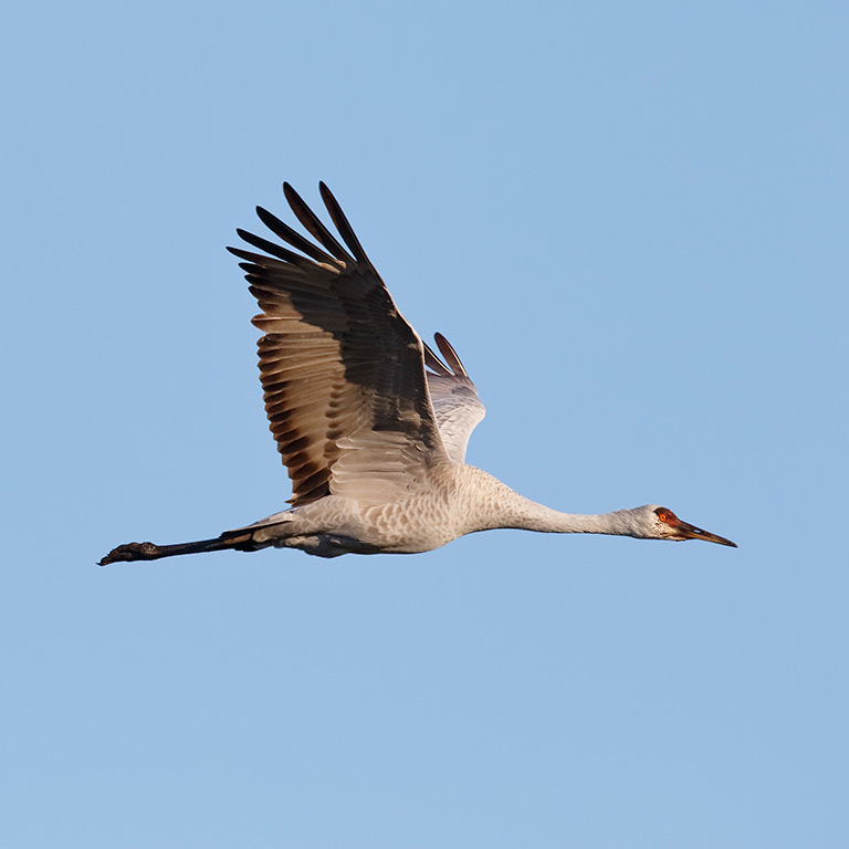 Sandhill Crane