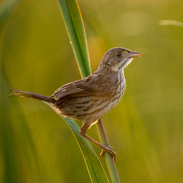 Seaside Sparrow