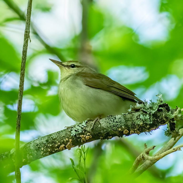 Swainson's Warbler
