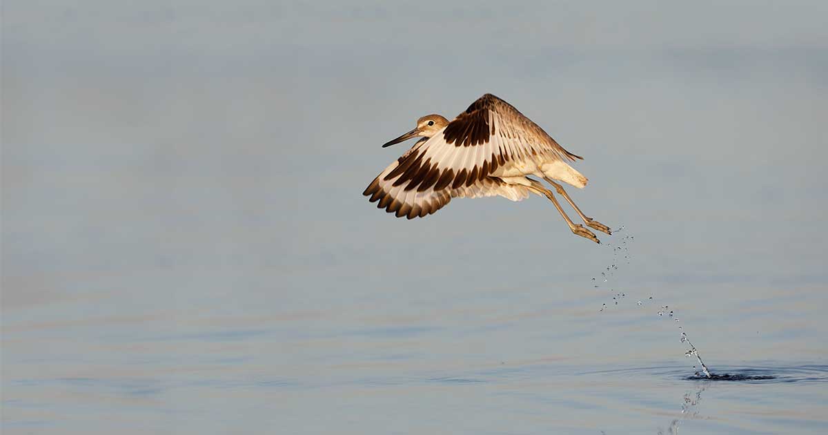 Willet