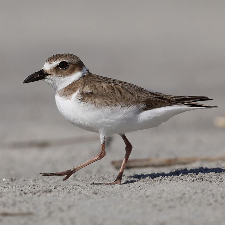 Wilson's Plover