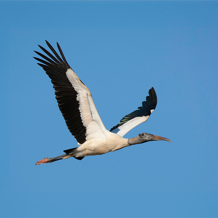 Wood Stork