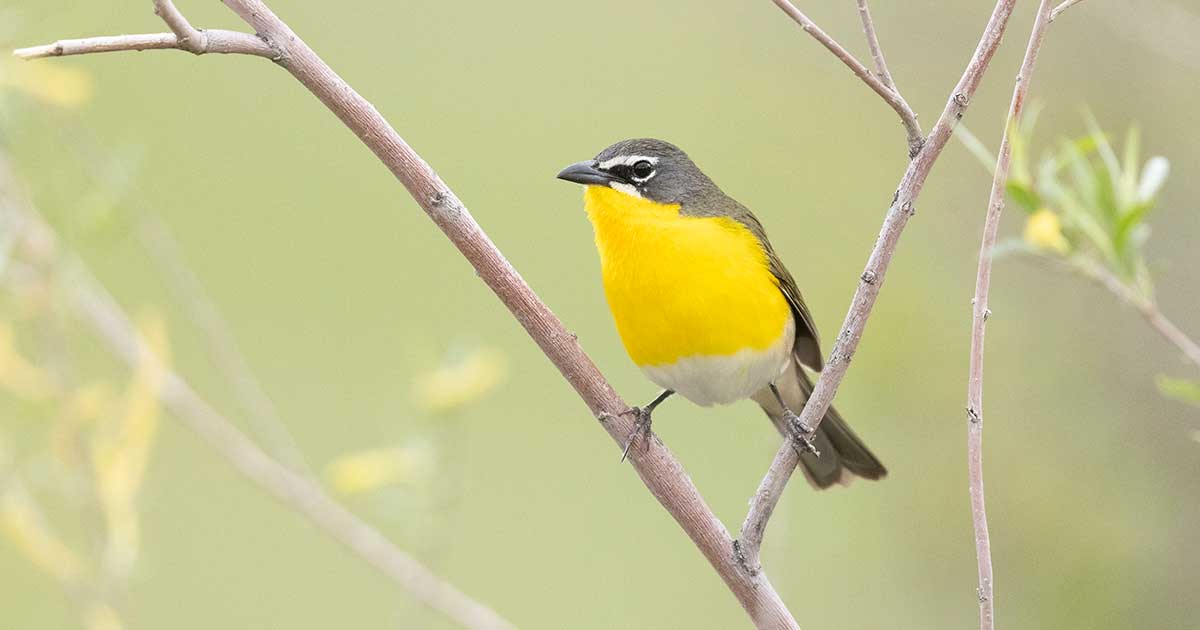 Yellow-breasted Chat