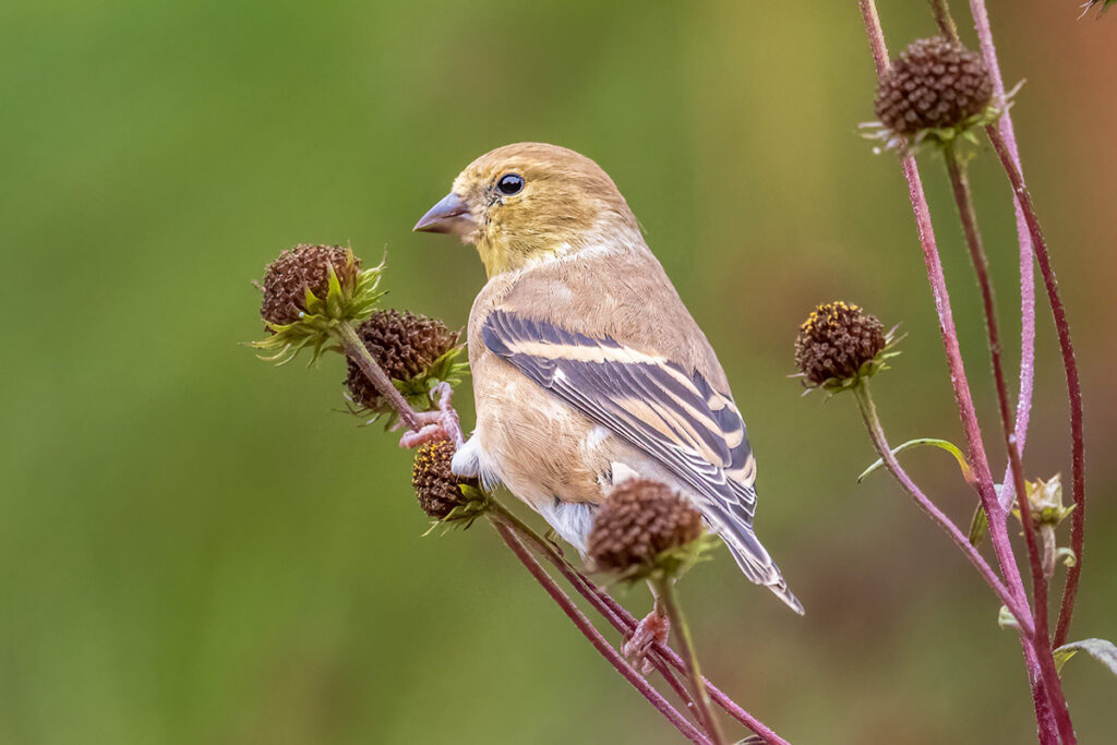An olive yellow songbird, identified as a nonbreeding American Goldfinch, perches on the dry seedhead, its preferred food.