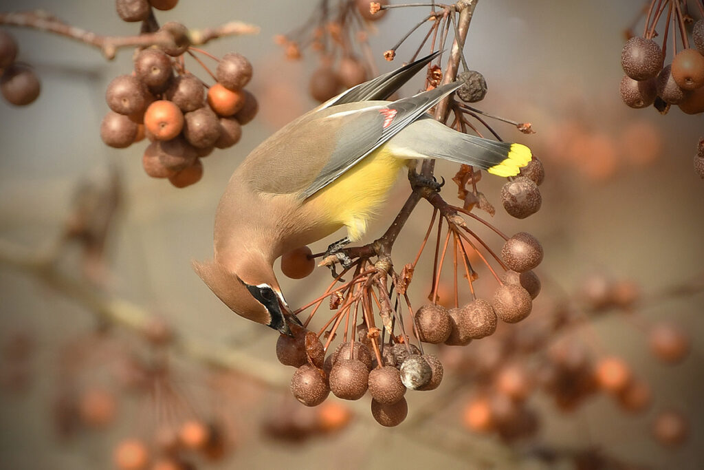 A songbird with a black mask, tan head and breast, and yellow belly, identified as a Cedar Waxwing, eats fruit from a tree.