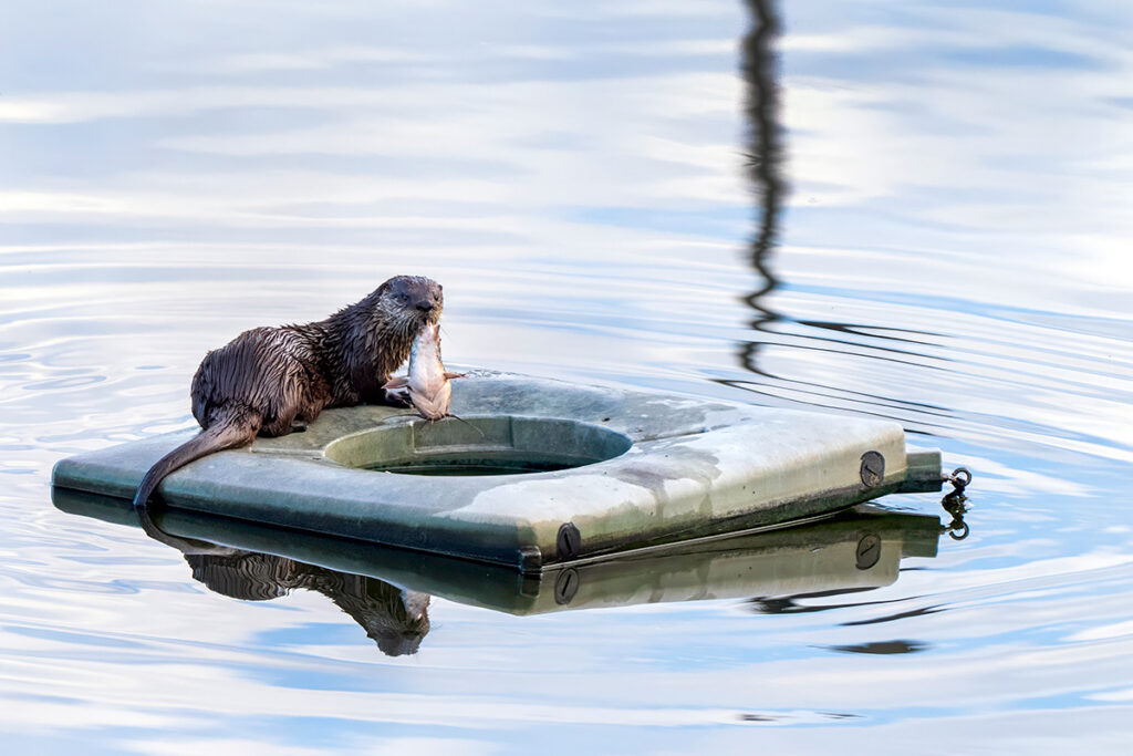 River Otter with catfish © Susan Berthelot