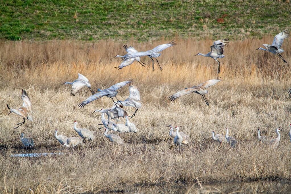 Sandhill Cranes flock at E. L. Huie. © E. Danielle Bunch