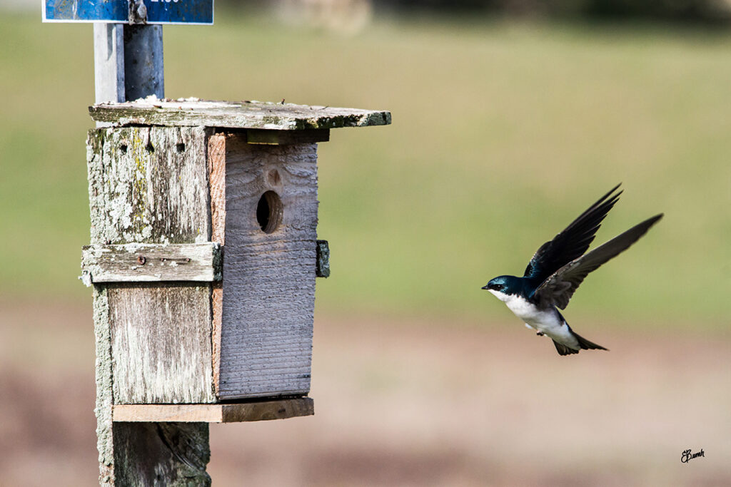 Tree Swallow returning to nestbox. © E. Danielle Bunch
