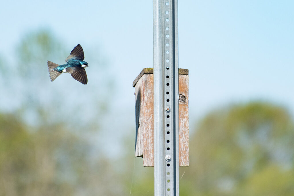 A Tree Swallow banks in front of a bird house. © E. Danielle Bunch