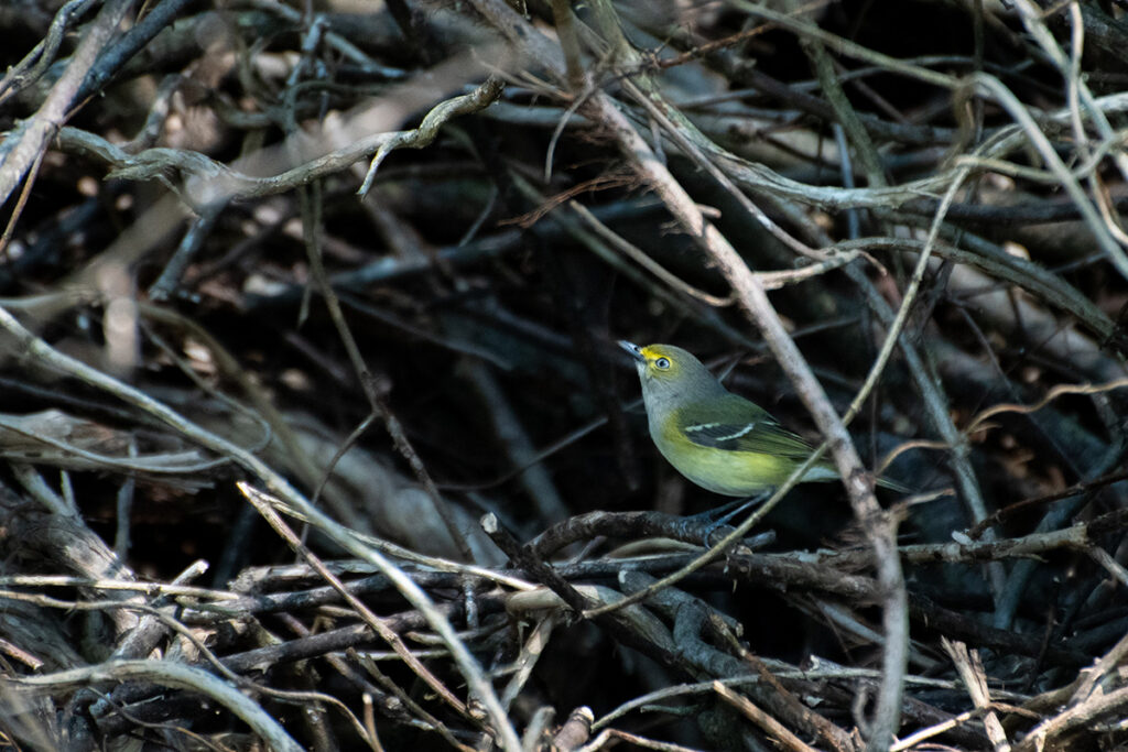 A White Eyed Vireo lurks in the brush. © Steven Seligsohn