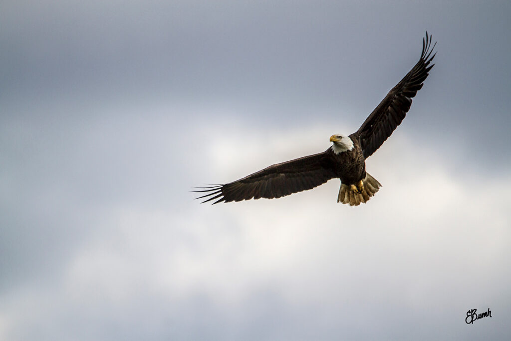A Bald Eagle soars high overhead, gliding effortlessly on broad wings as it scans the landscape below. © E. Danielle Bunch