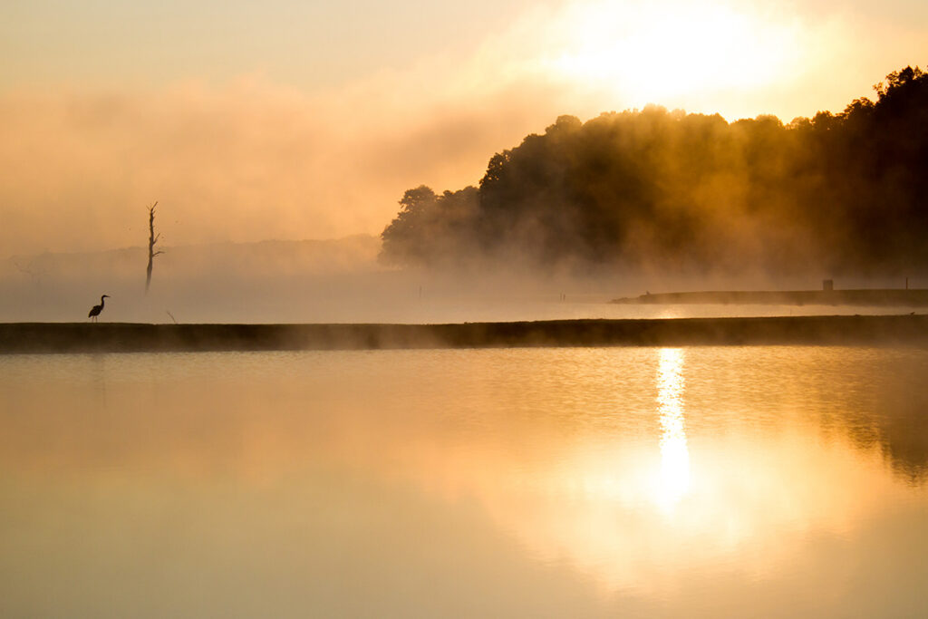 A silhouette of a Great Blue Heron amongst the fog. © E. Danielle Bunch