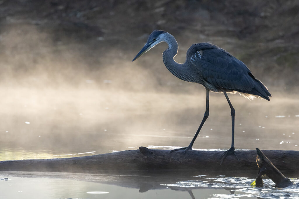 A patient Great Blue Heron stands on a fallen log, silently watching the pond before striking at its prey with precise speed.